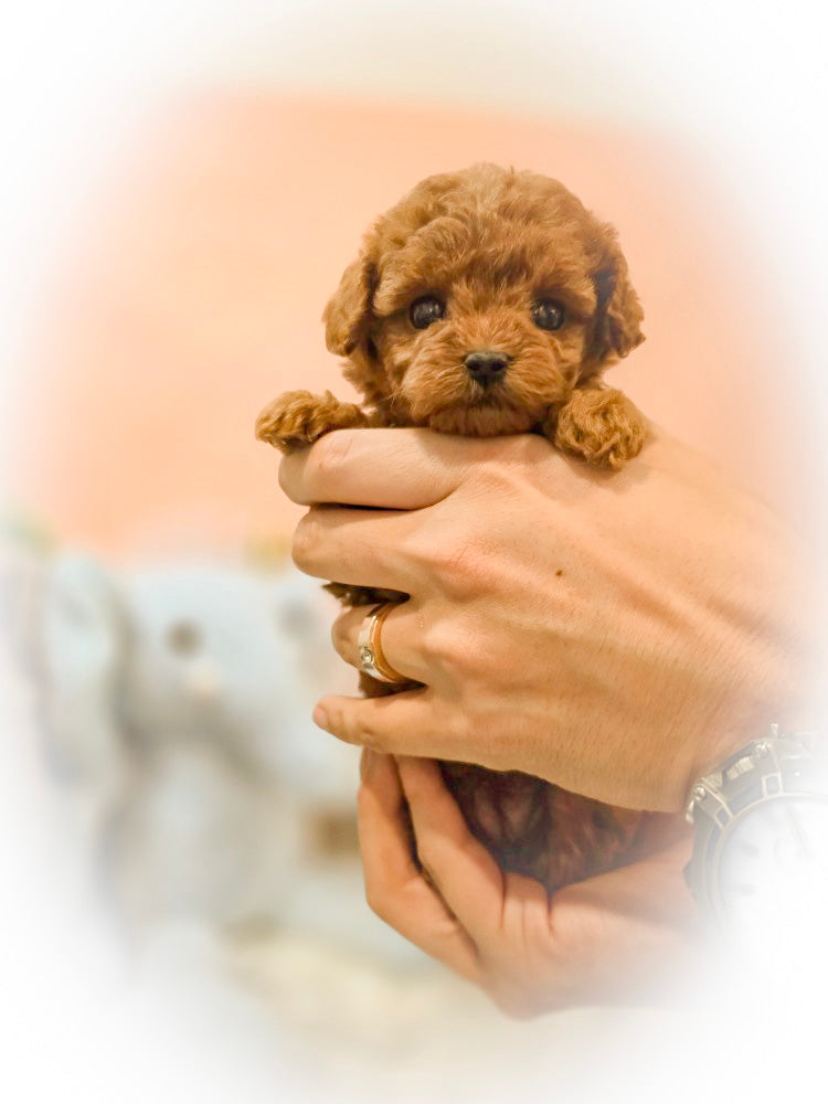 Toy poodle- MOCA (Singapore shipping fee included)