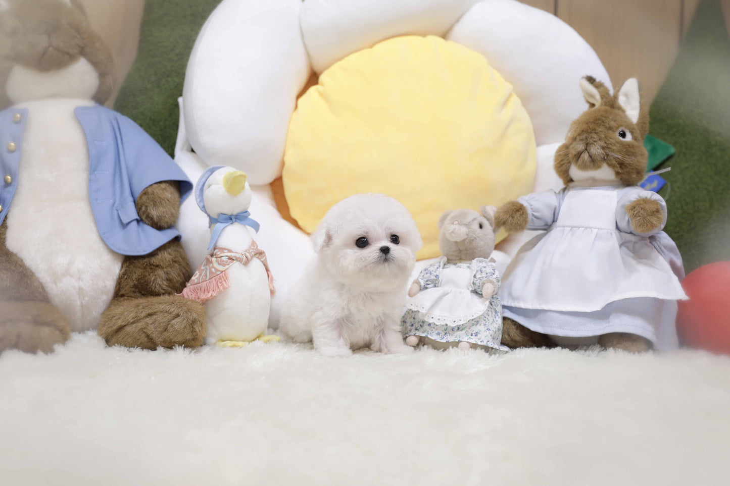 Mini Bichon Frise-Tiffany (Singapore shipping fee included)