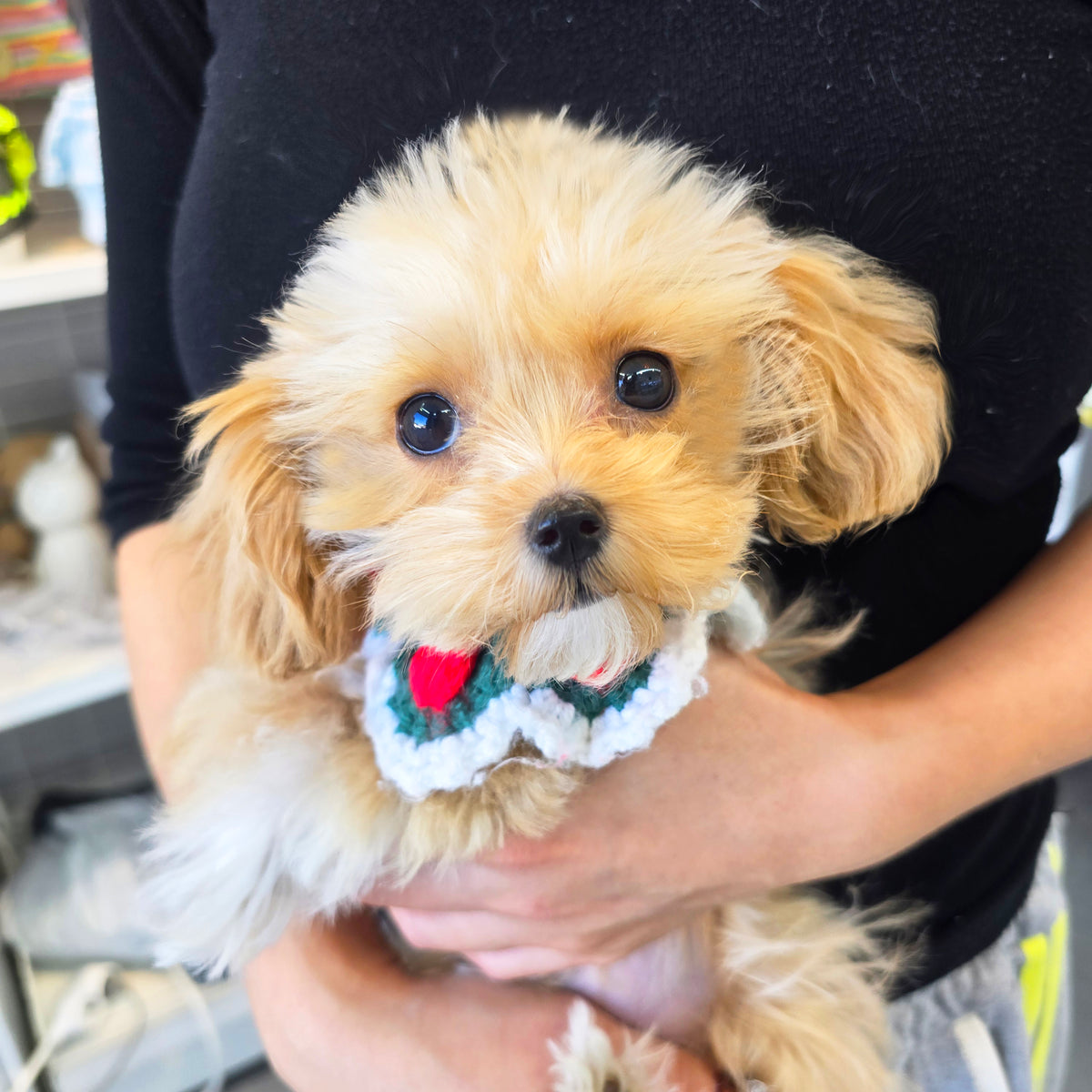 Mini Maltipoo for sale-Hussey