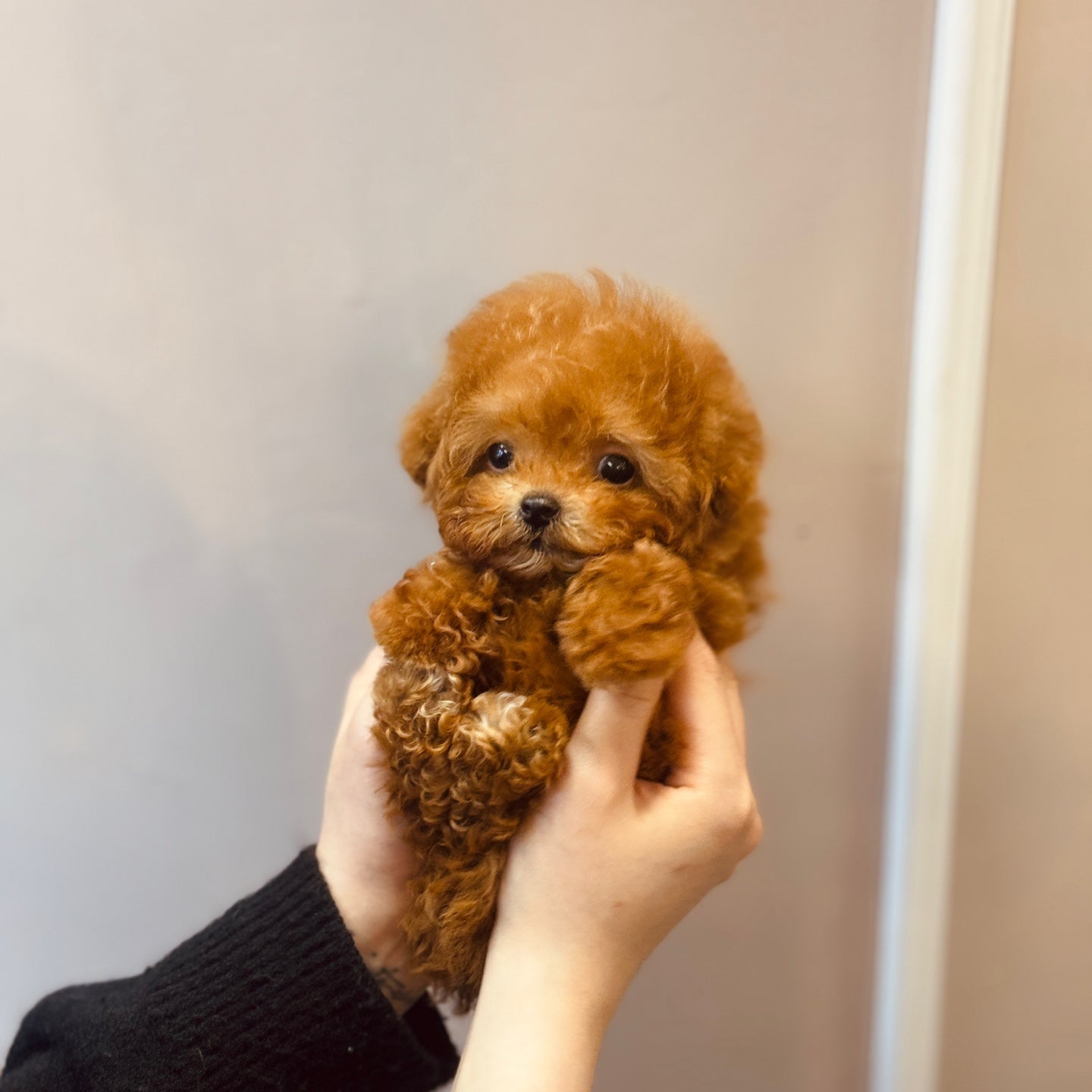 Tiny poodle- DUBU (Singapore shipping fee included)