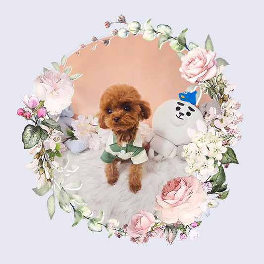 Tiny poodle- Teddy (Singapore shipping fee included)