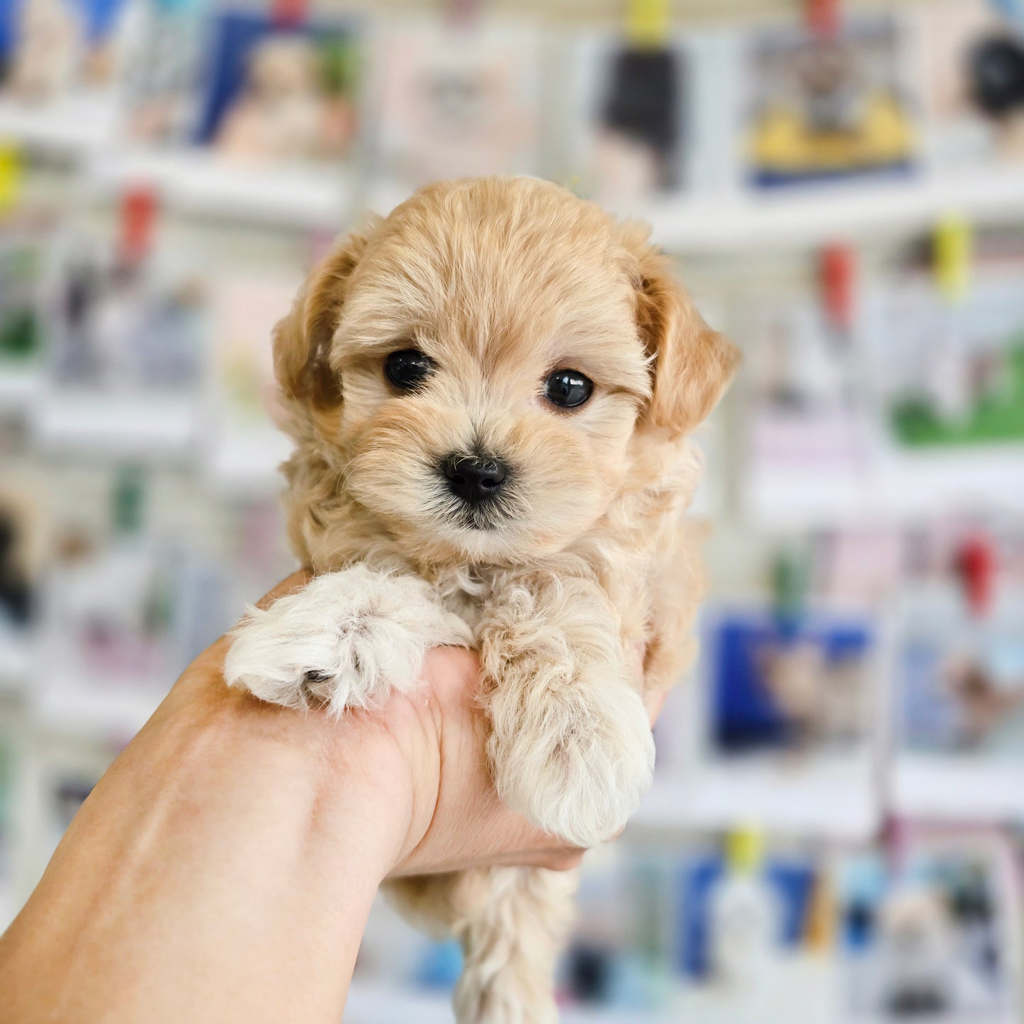 Mini Maltipoo- NATASHA (Singapore shipping fee included)