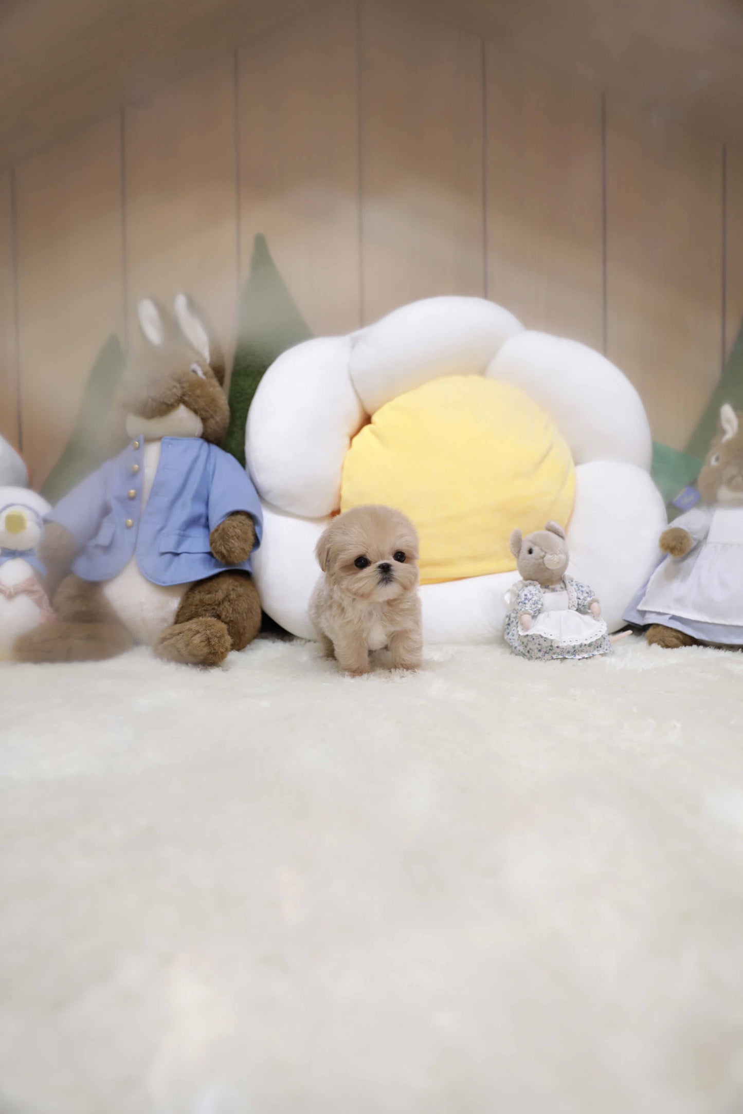 Mini Maltipoo- Carrie (Singapore shipping fee included)