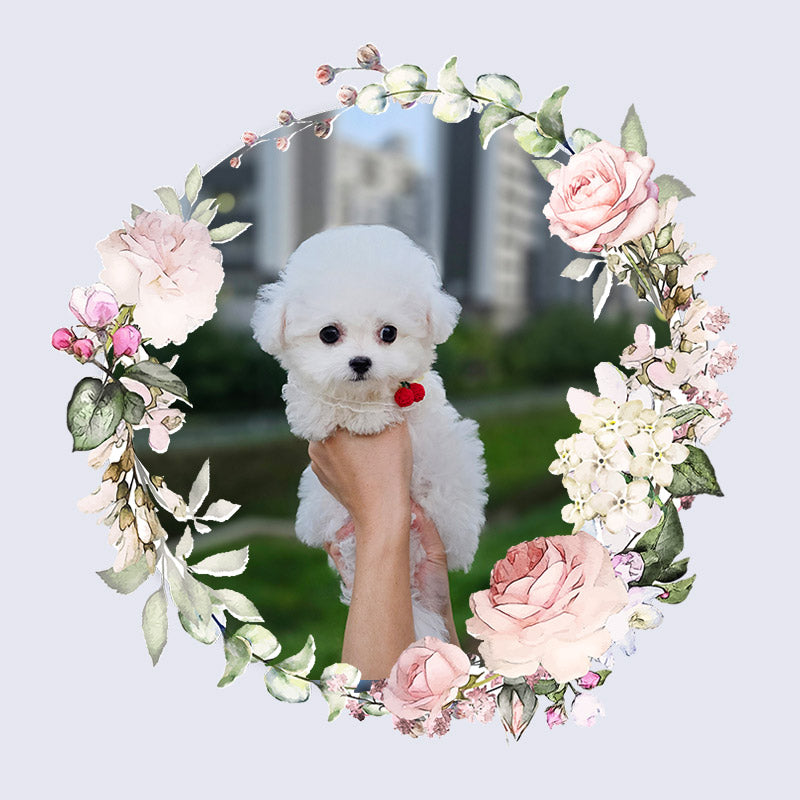 Mini Bichon Frise for sale-SIMBA