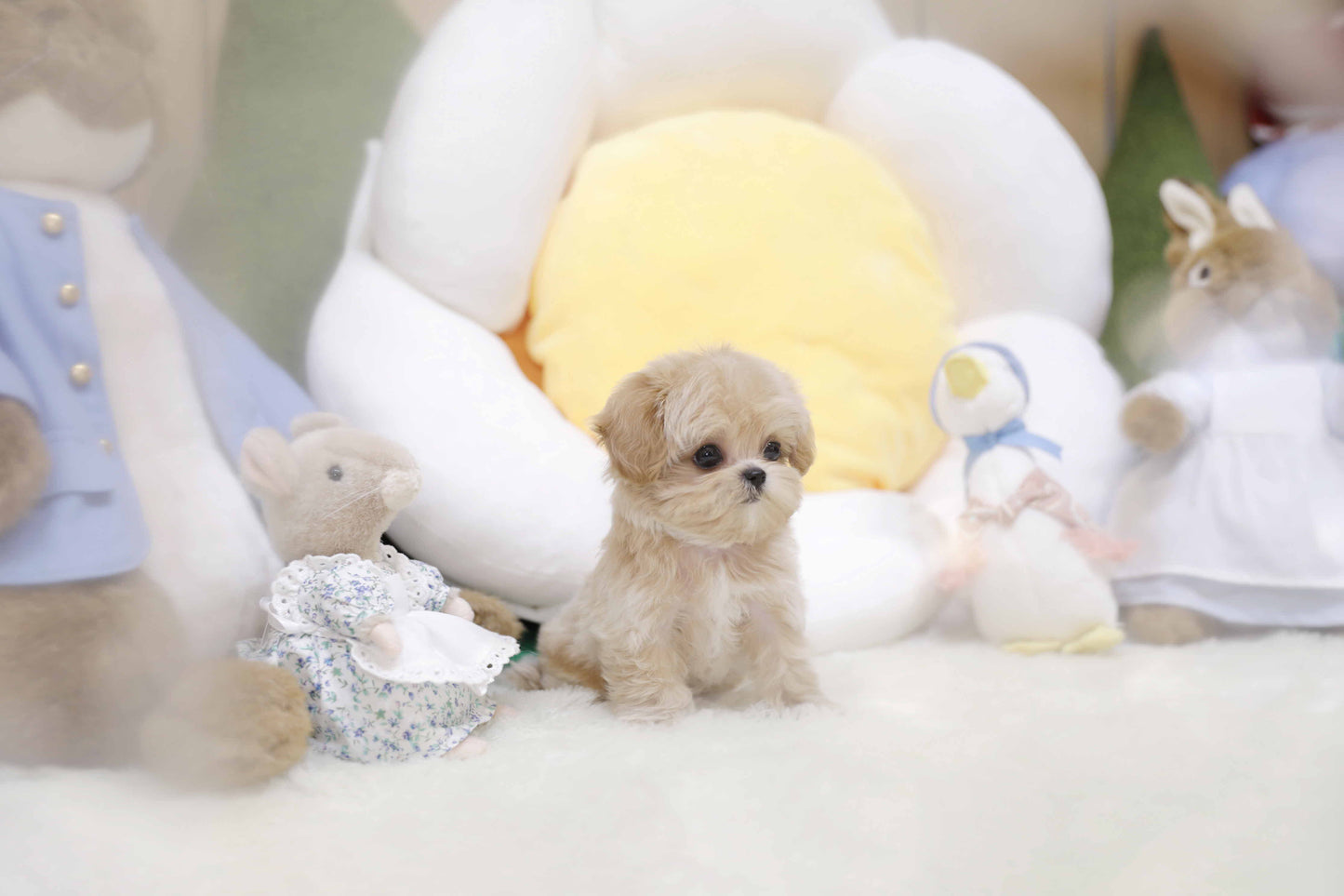 Mini Maltipoo-Toby (Singapore shipping fee included)