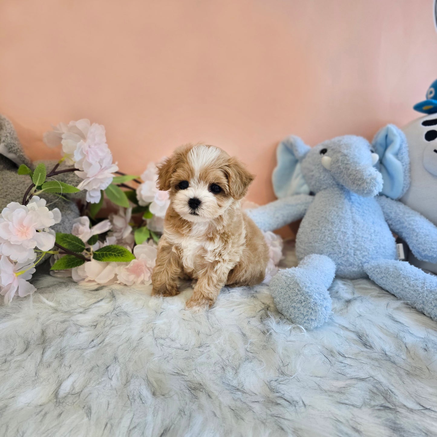 Mini Maltipoo- LUCY(Singapore shipping fee included)