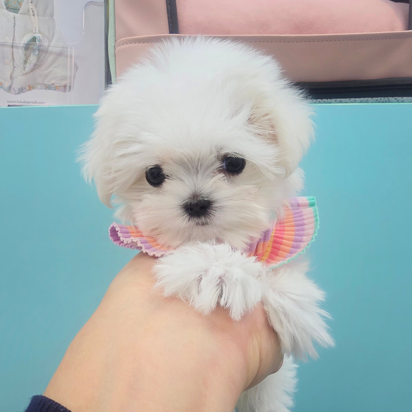 Mini Maltese-sunja (Singapore shipping fee included)