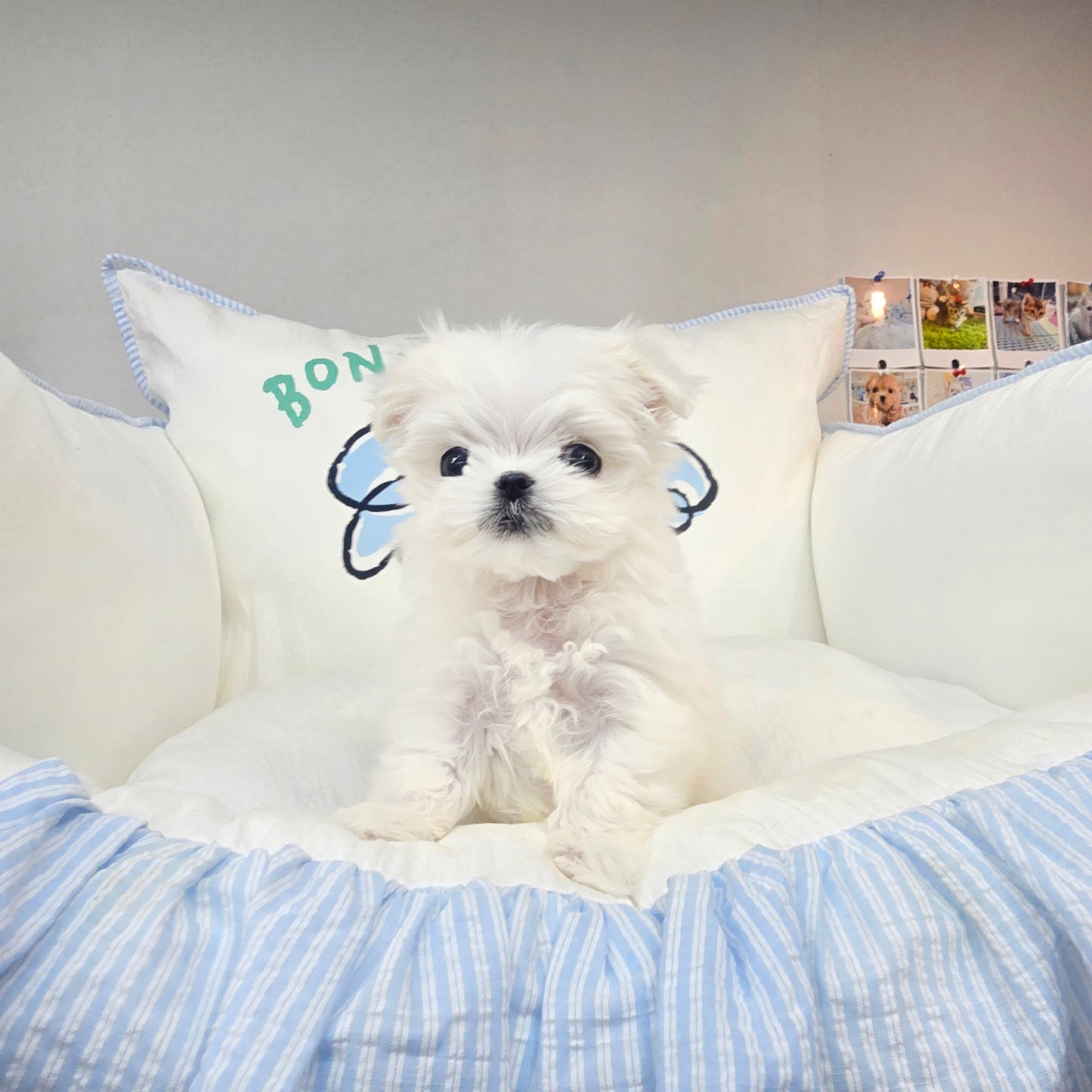 Mini Maltese-kyungsu (Singapore shipping fee included)