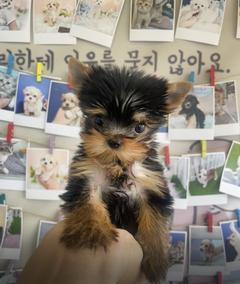 Yorkshire Terrier for sale-Kong