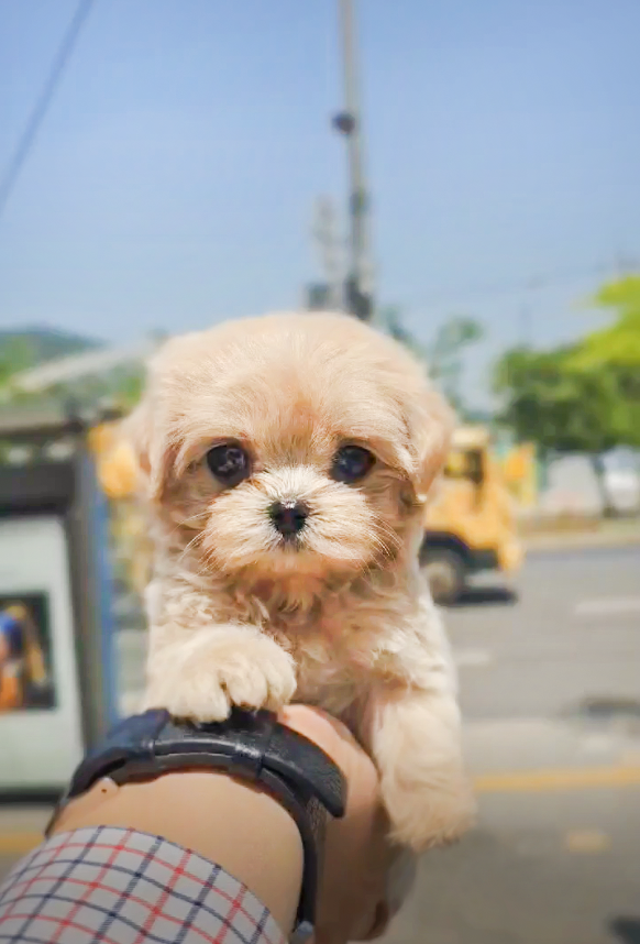 Mini Maltipoo- Moana (Singapore shipping fee included)