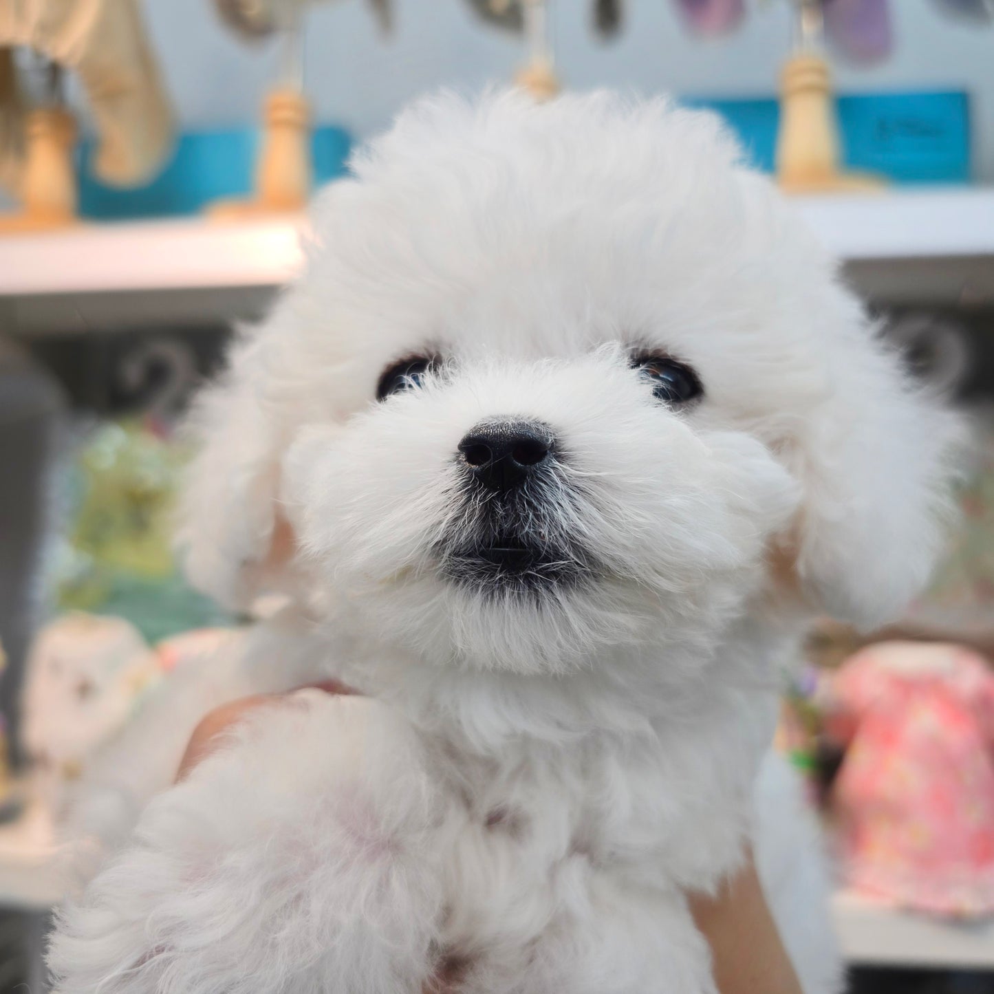 Bichon Frise for sale-Sangchul