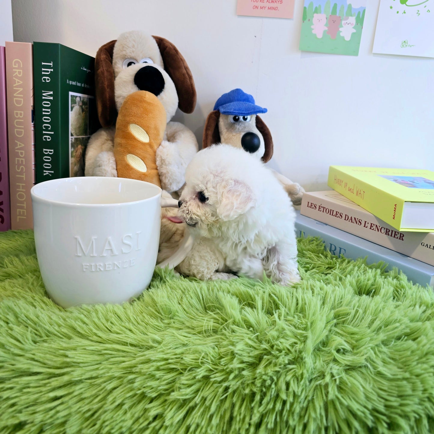 Mini Bichon Frise for sale-Seolki