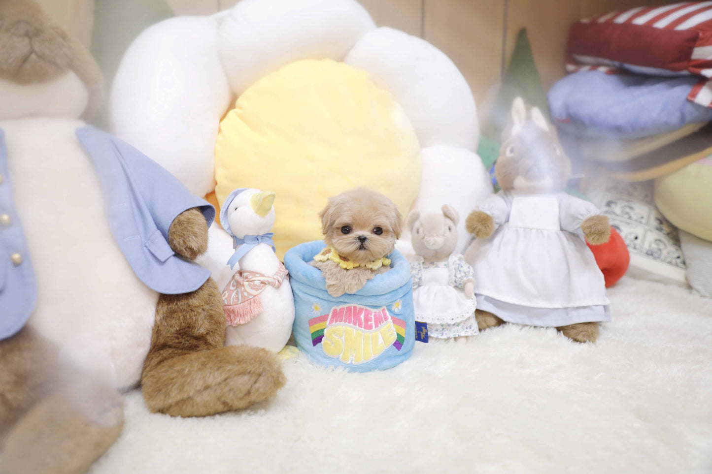 Mini Maltipoo-Marianne (Singapore shipping fee included)