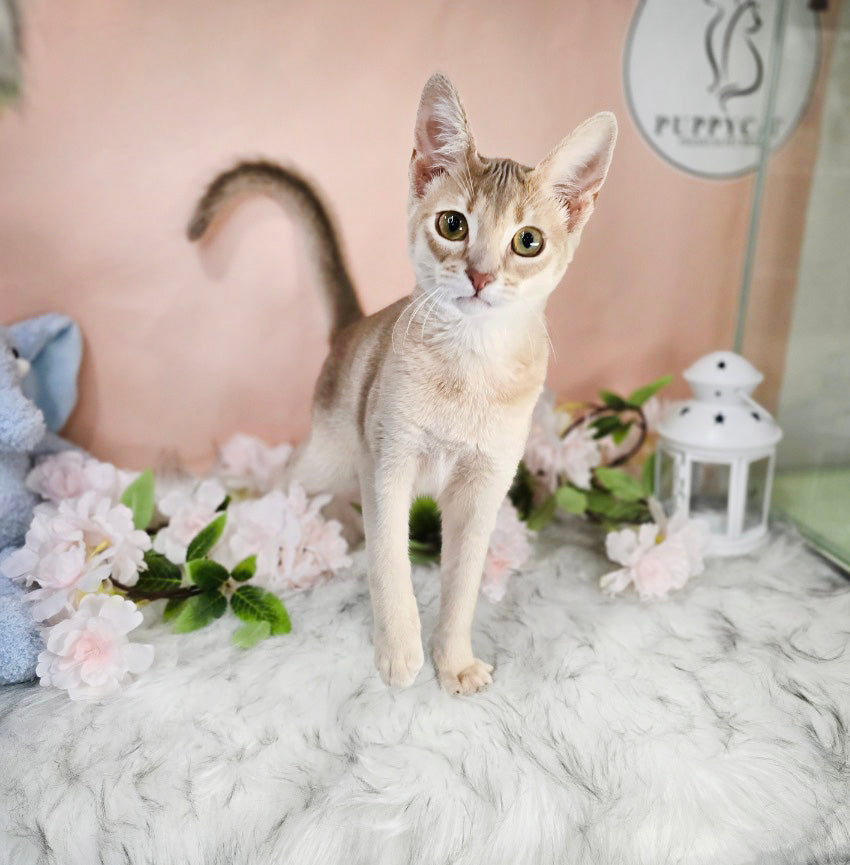 Abyssinian Cat for sale-ABBA