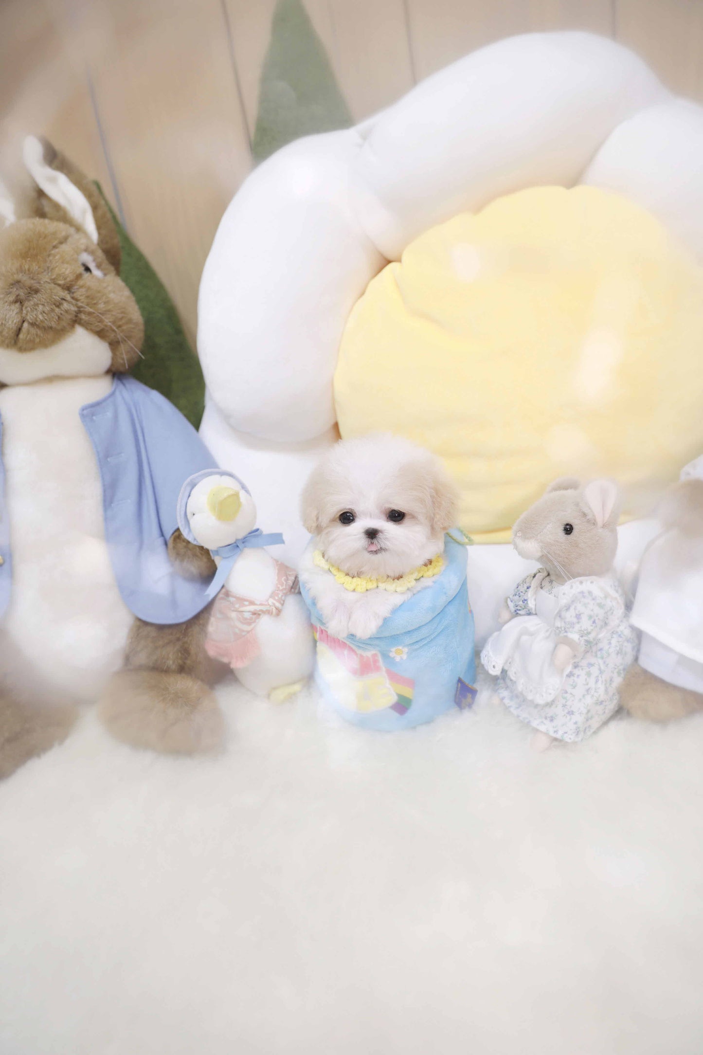 Toy poodle for sale-Harper