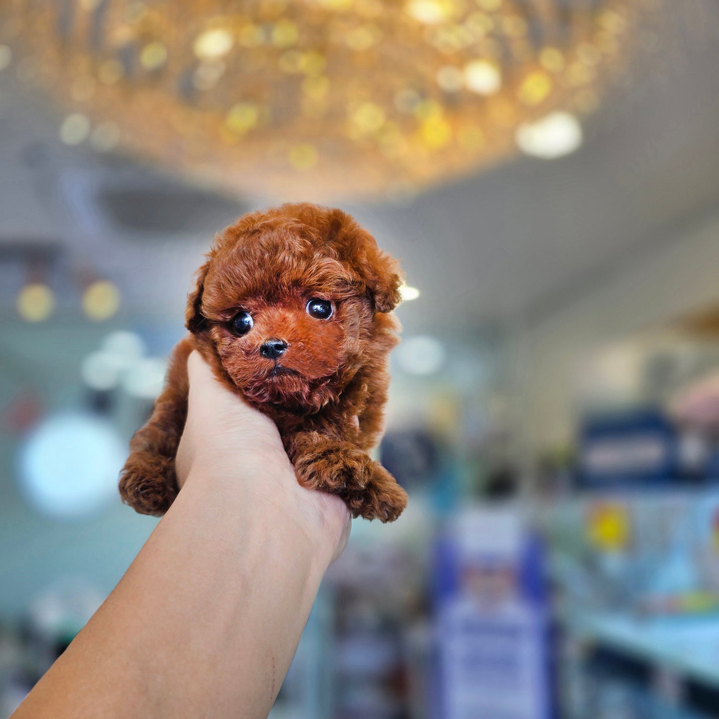 Tiny poodle- Teddy (Singapore shipping fee included)