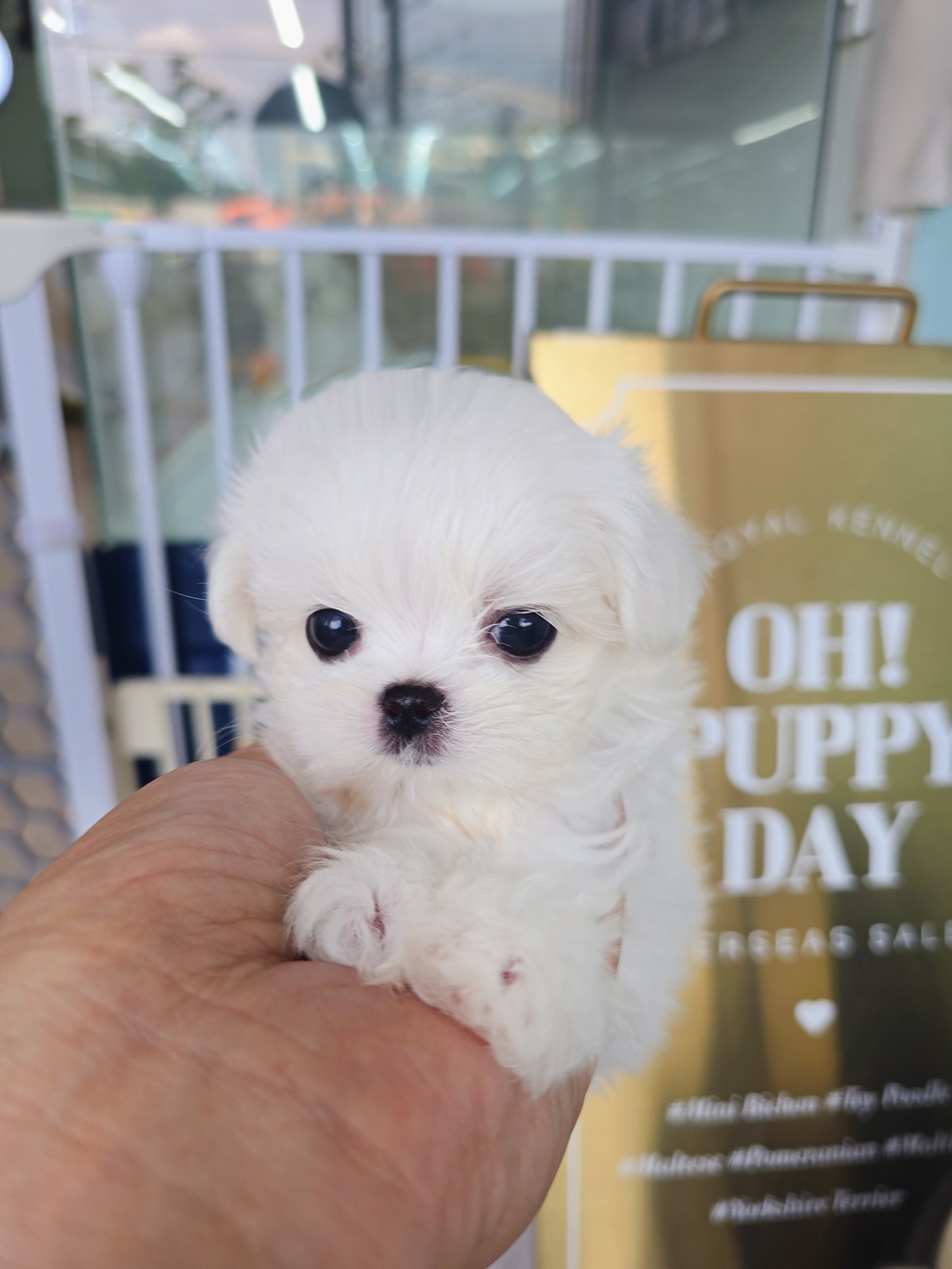 Mini Maltese for sale - Ace