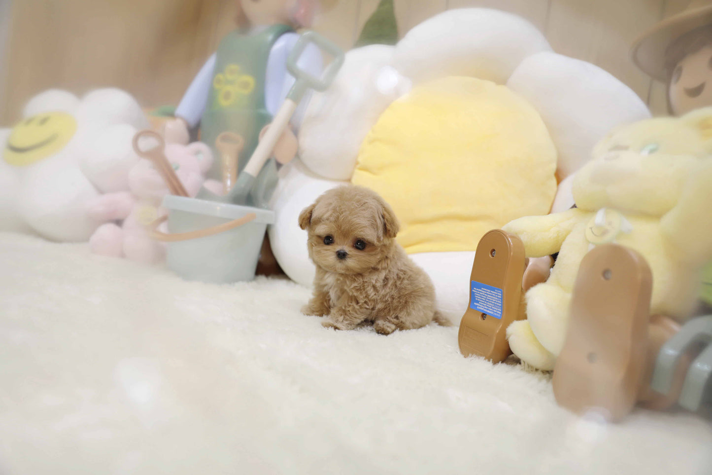 Mini Maltipoo-Apollo (Singapore shipping fee included)