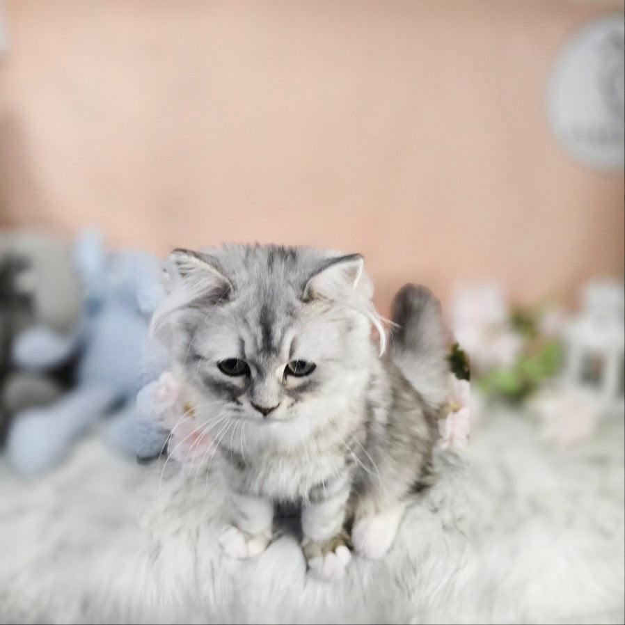 Persian Cat for sale-BA