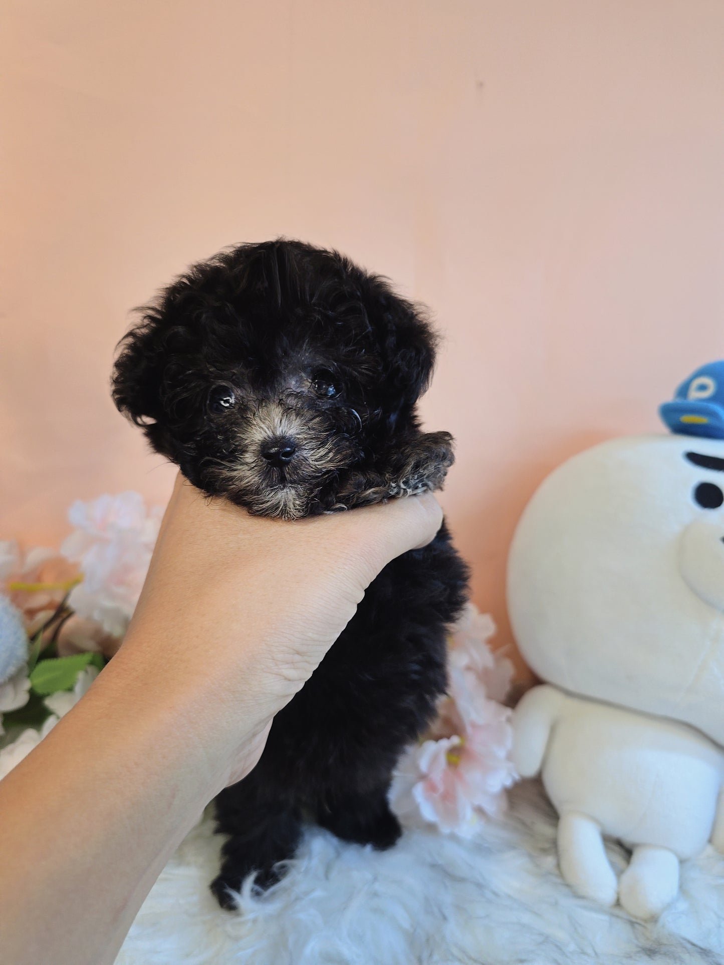 Toy poodle- Buddy (Singapore shipping fee included)