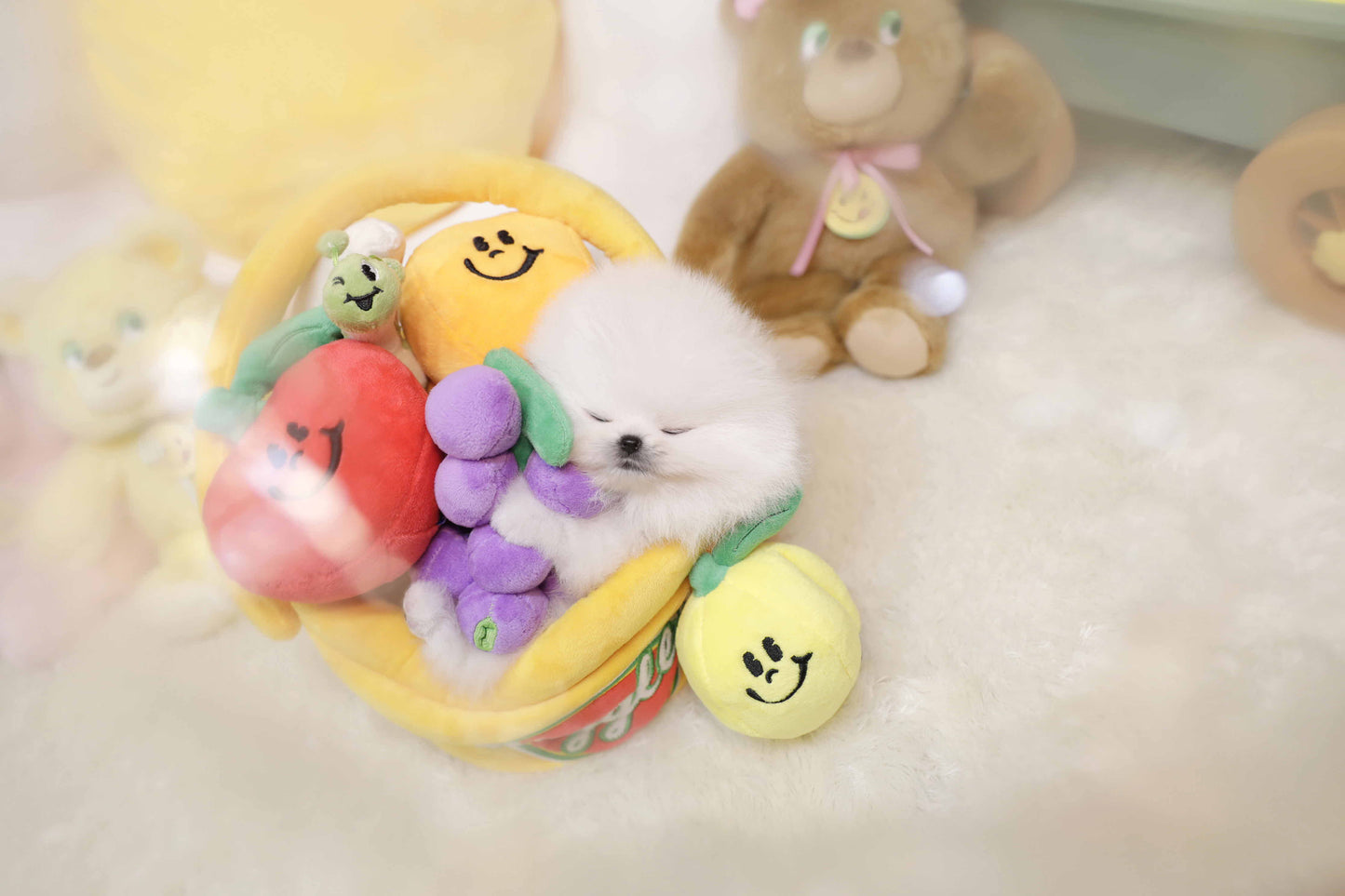 Pomeranian-Benedict (Singapore shipping fee included)