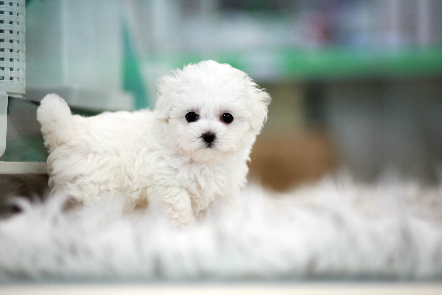 Bichon Frise for sale-Benji