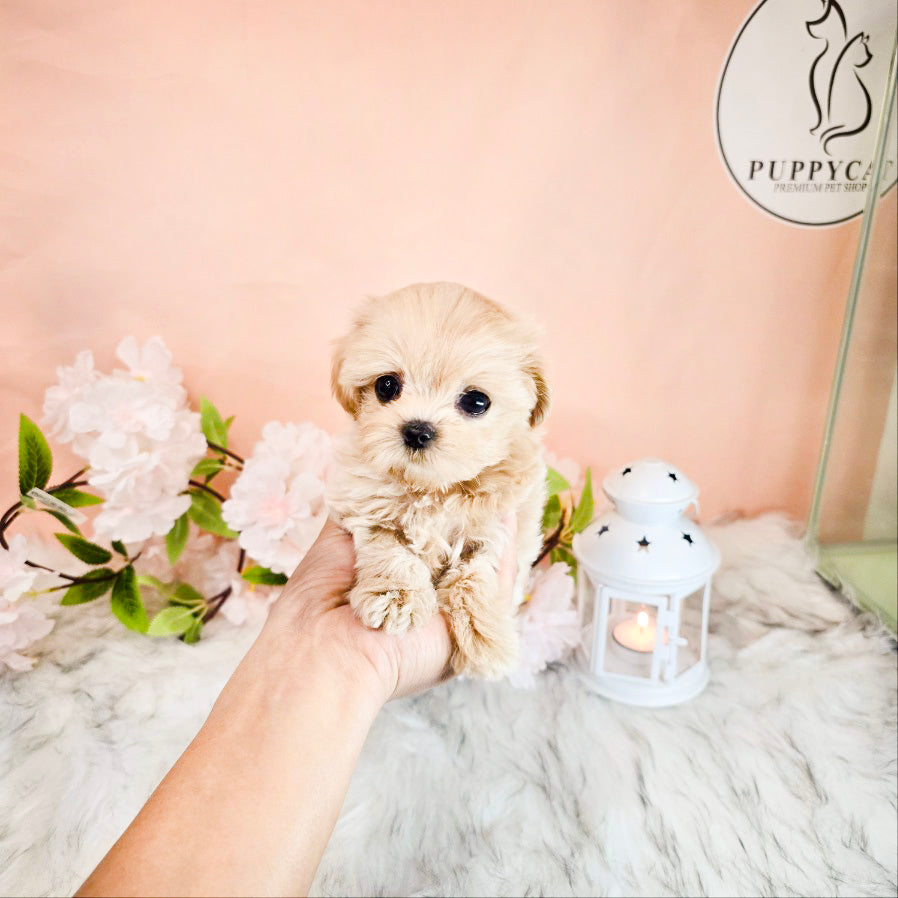 Mini Maltipoo- Moana (Singapore shipping fee included)