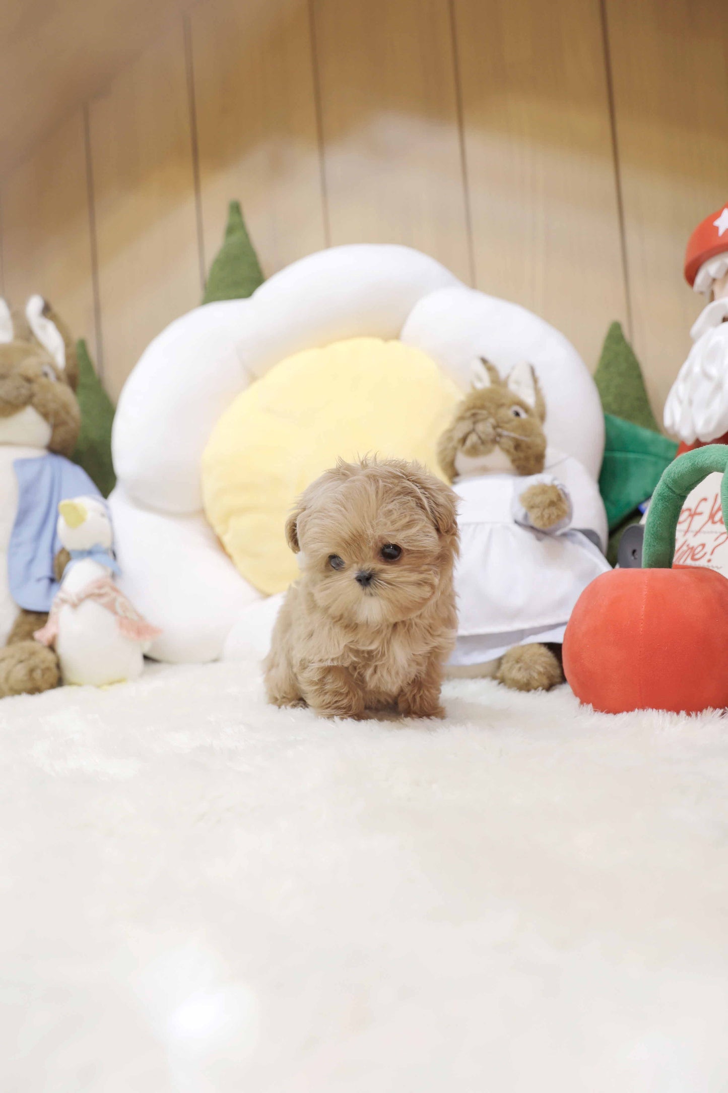 Mini Maltipoo-Nilo (Singapore shipping fee included)