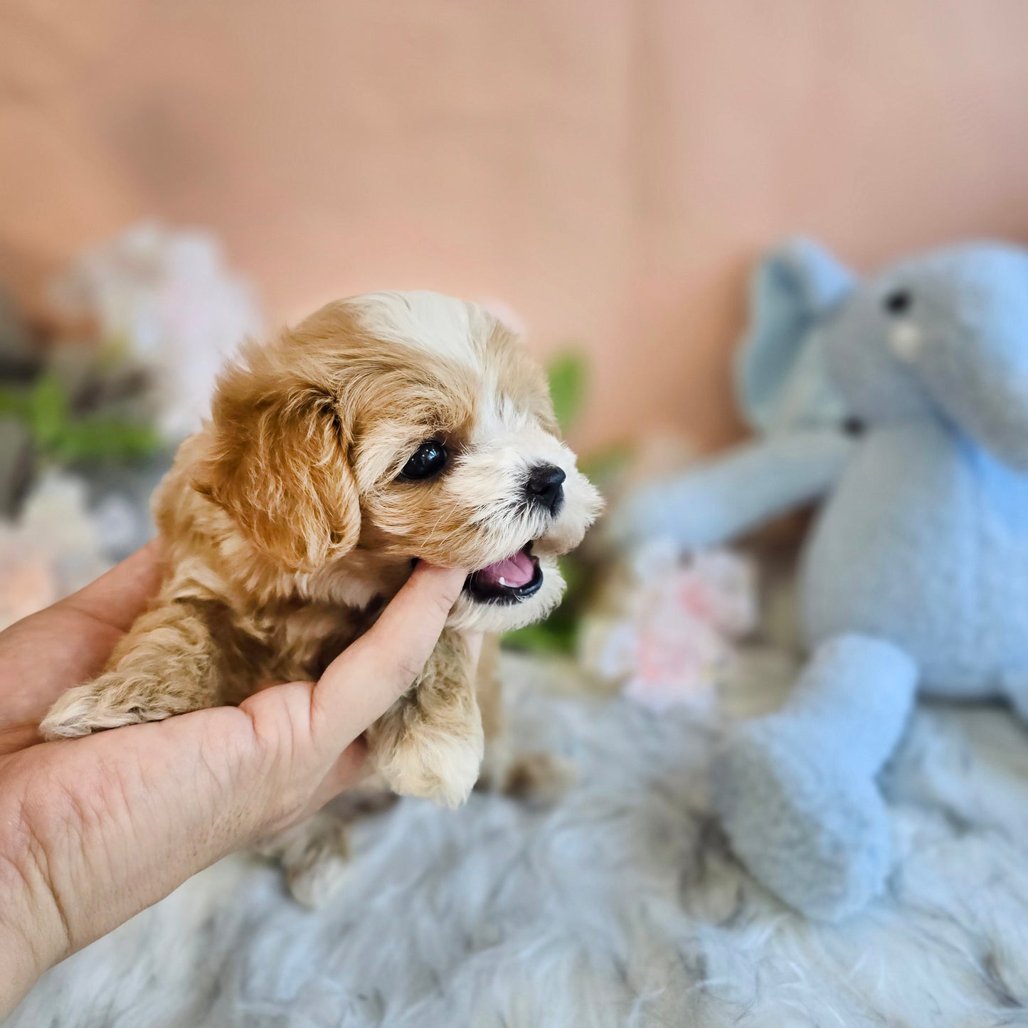 Mini Maltipoo- LUCY(Singapore shipping fee included)