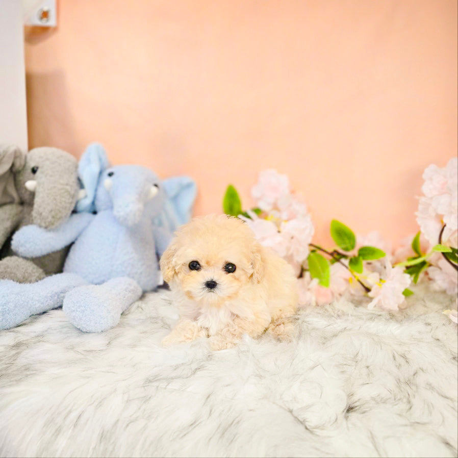 Toy poodle for sale-luna