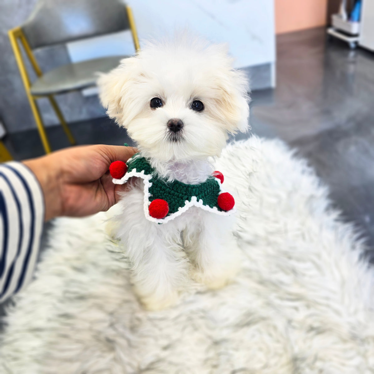 Maltipoo for sale-Gomsun