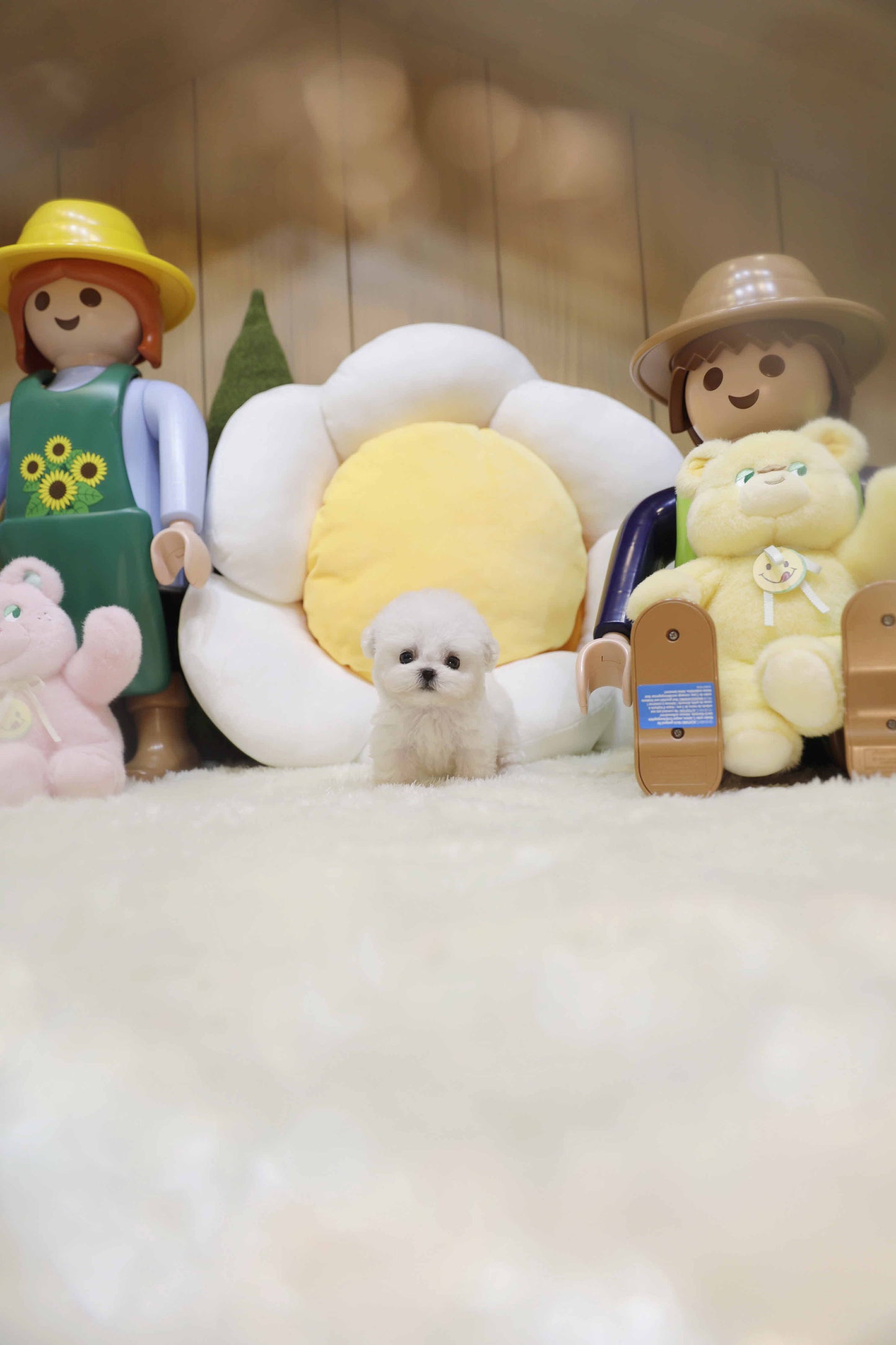 Mini Bichon Frise- Lyn (Singapore shipping fee included)