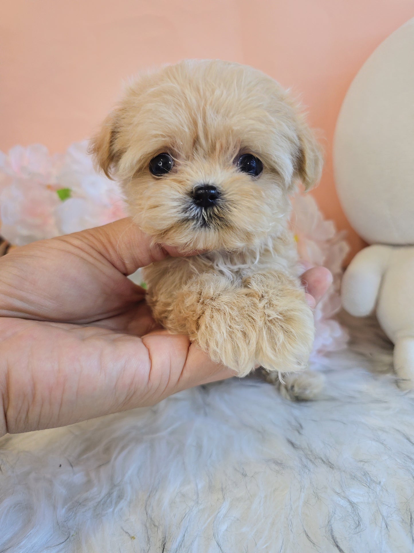 Mini Maltipoo- Molly (Singapore shipping fee included)