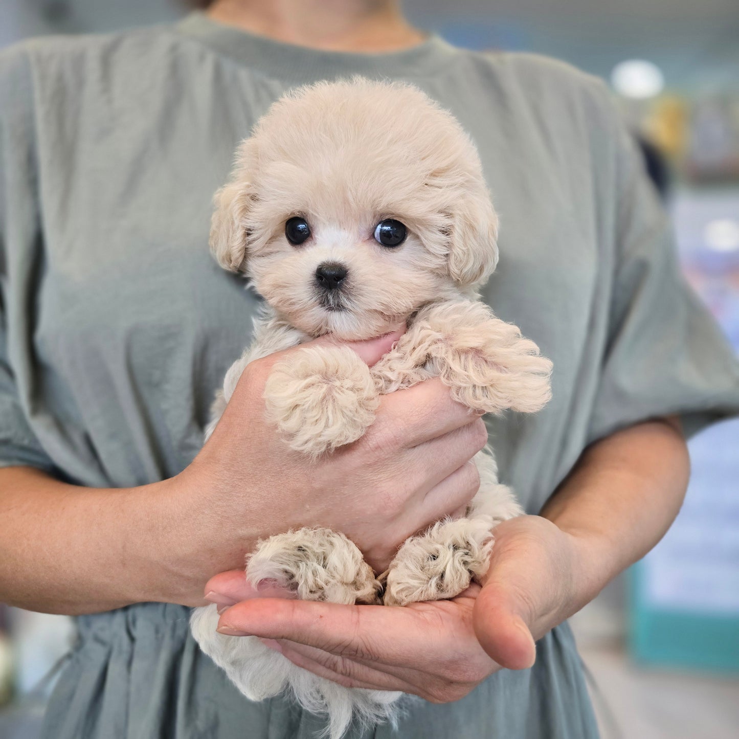 Mini Maltipoo- Sharon (Singapore shipping fee included)