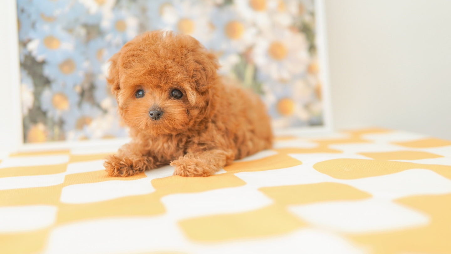 Tiny poodle for sale-ANNA