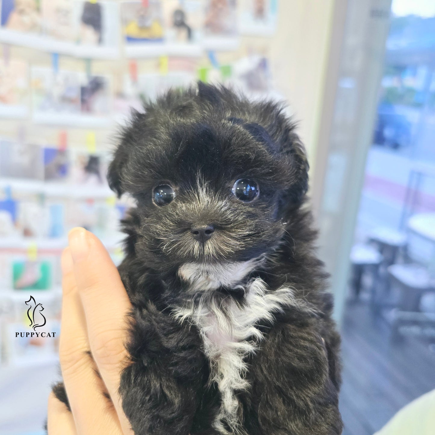 Mini Maltipoo for sale-Burch