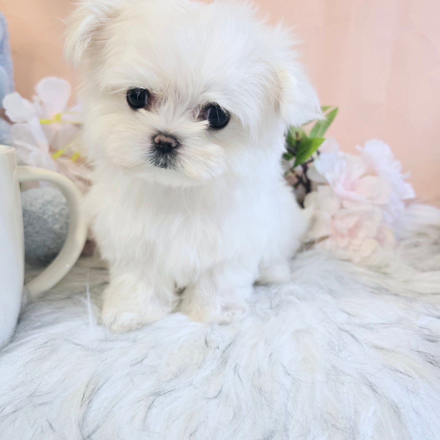 Mini Maltese for sale - Sasha