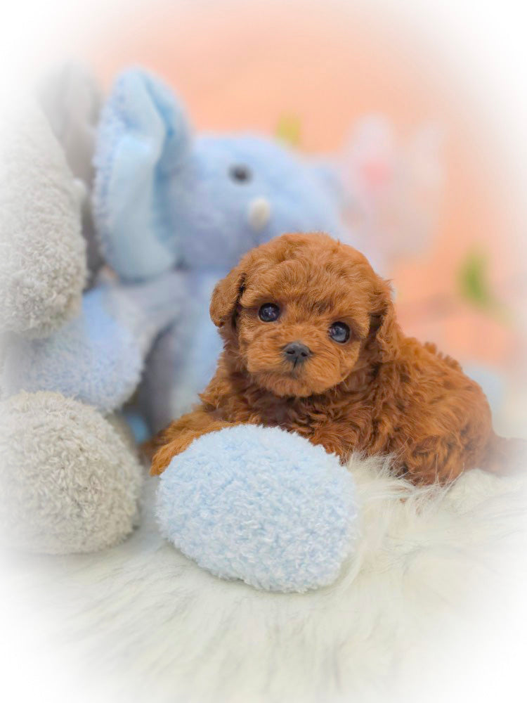 Toy poodle for sale-MOCA