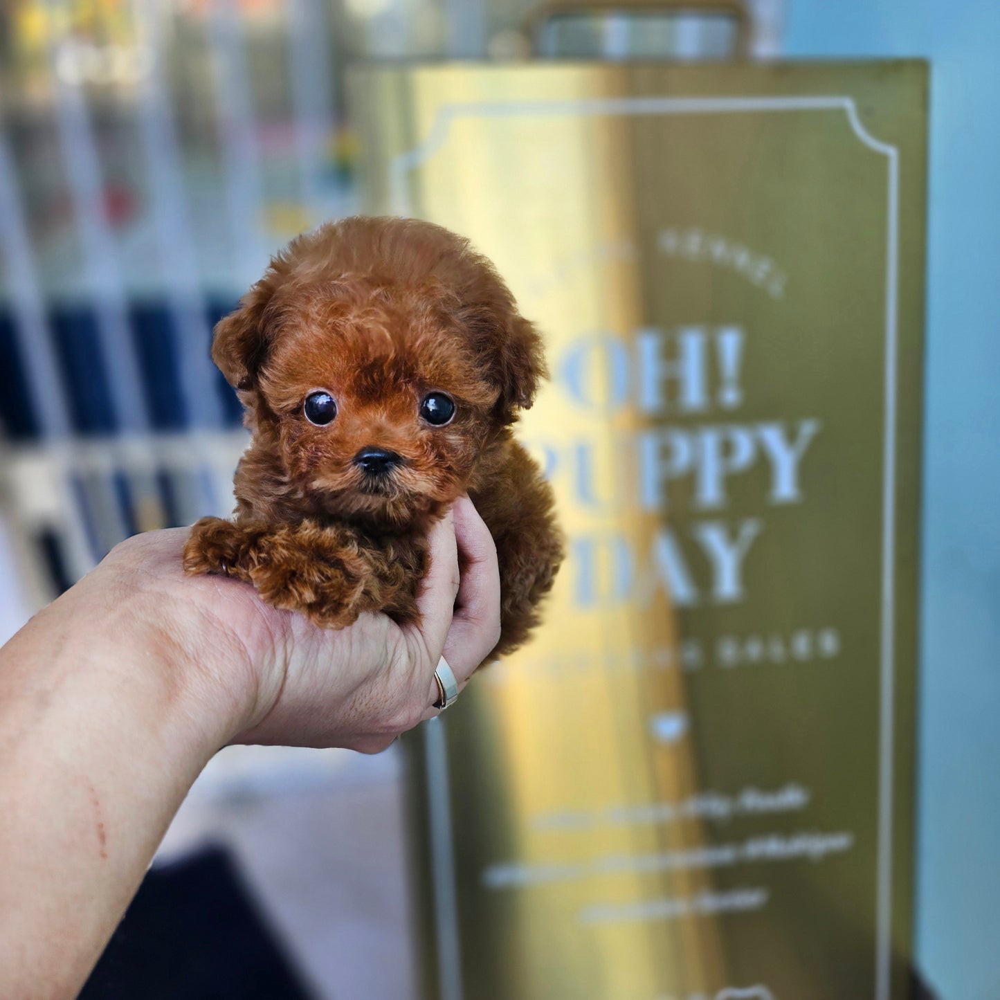 Toy poodle- Milo (Singapore shipping fee included)