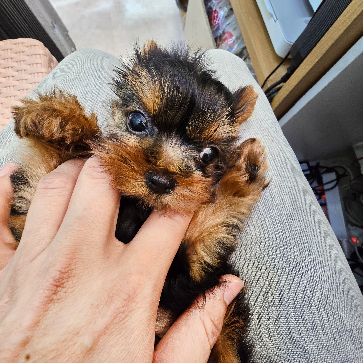 Yorkshire Terrier for sale-Terry