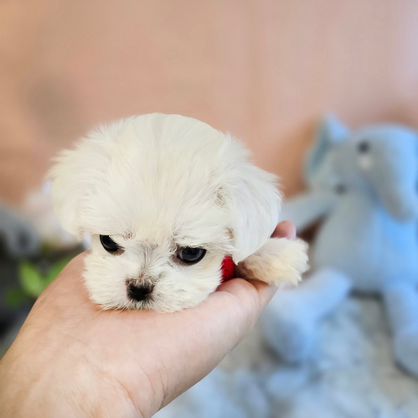 Mini Maltese- JENNY (Singapore shipping fee included)