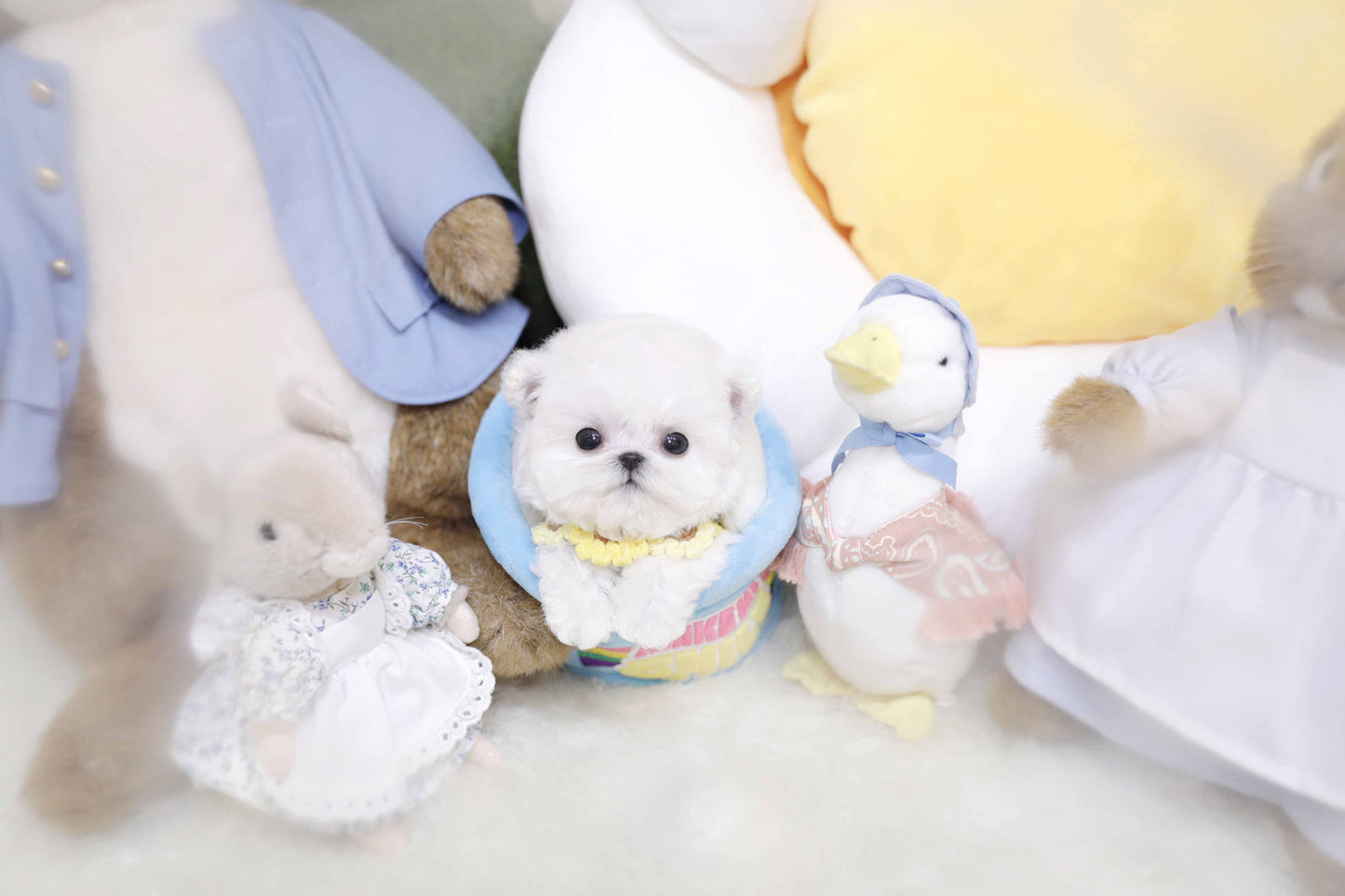 Mini Bichon Frise-Valentine (Singapore shipping fee included)