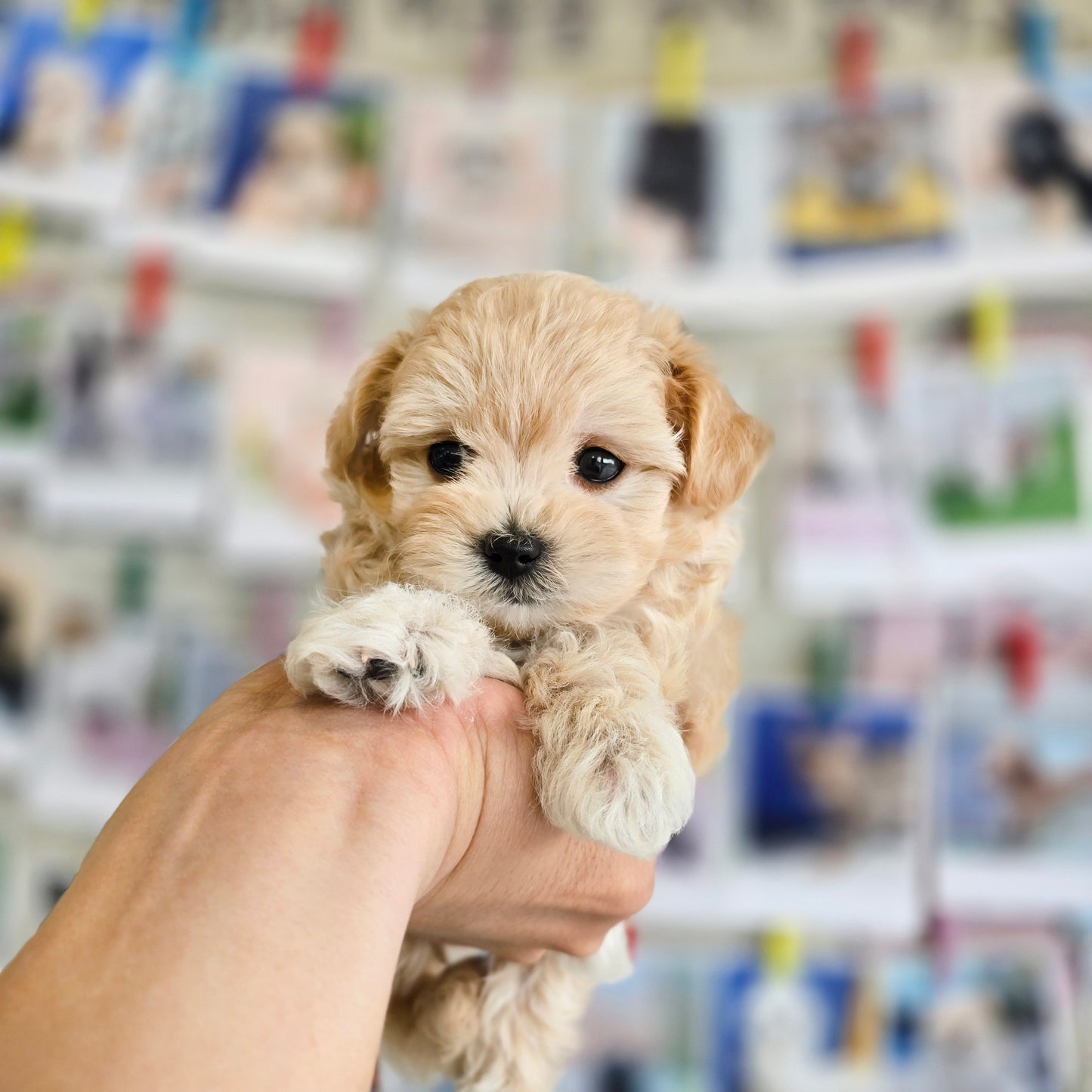 Mini Maltipoo- NATASHA (Singapore shipping fee included)