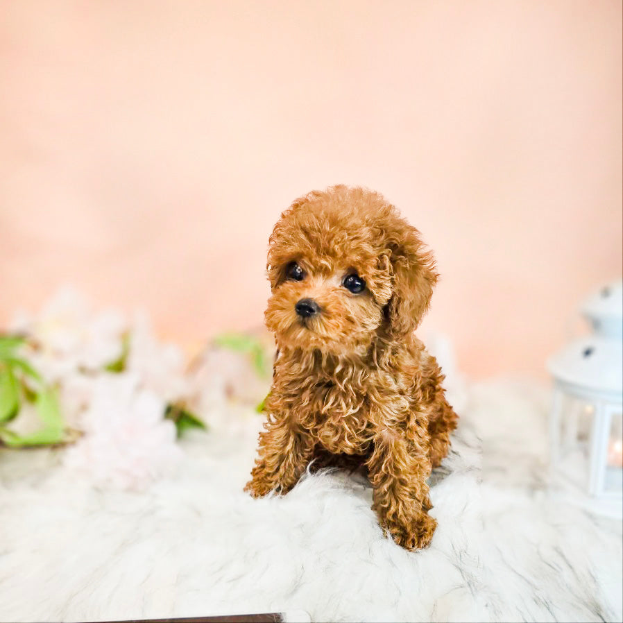 Toy poodle for sale-MOCA