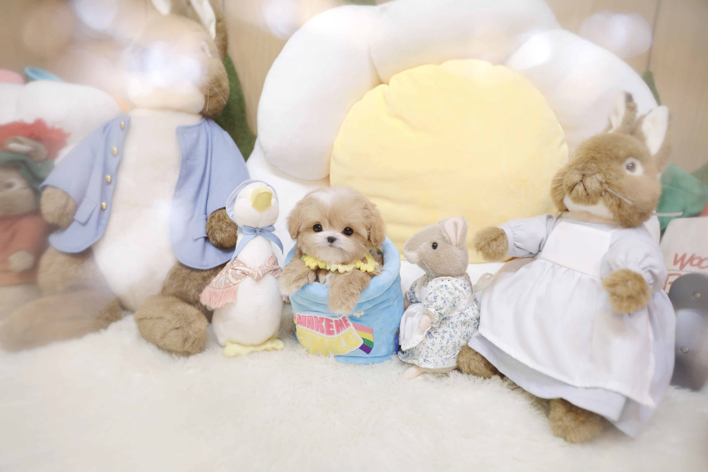 Mini Maltipoo-Colette (Singapore shipping fee included)