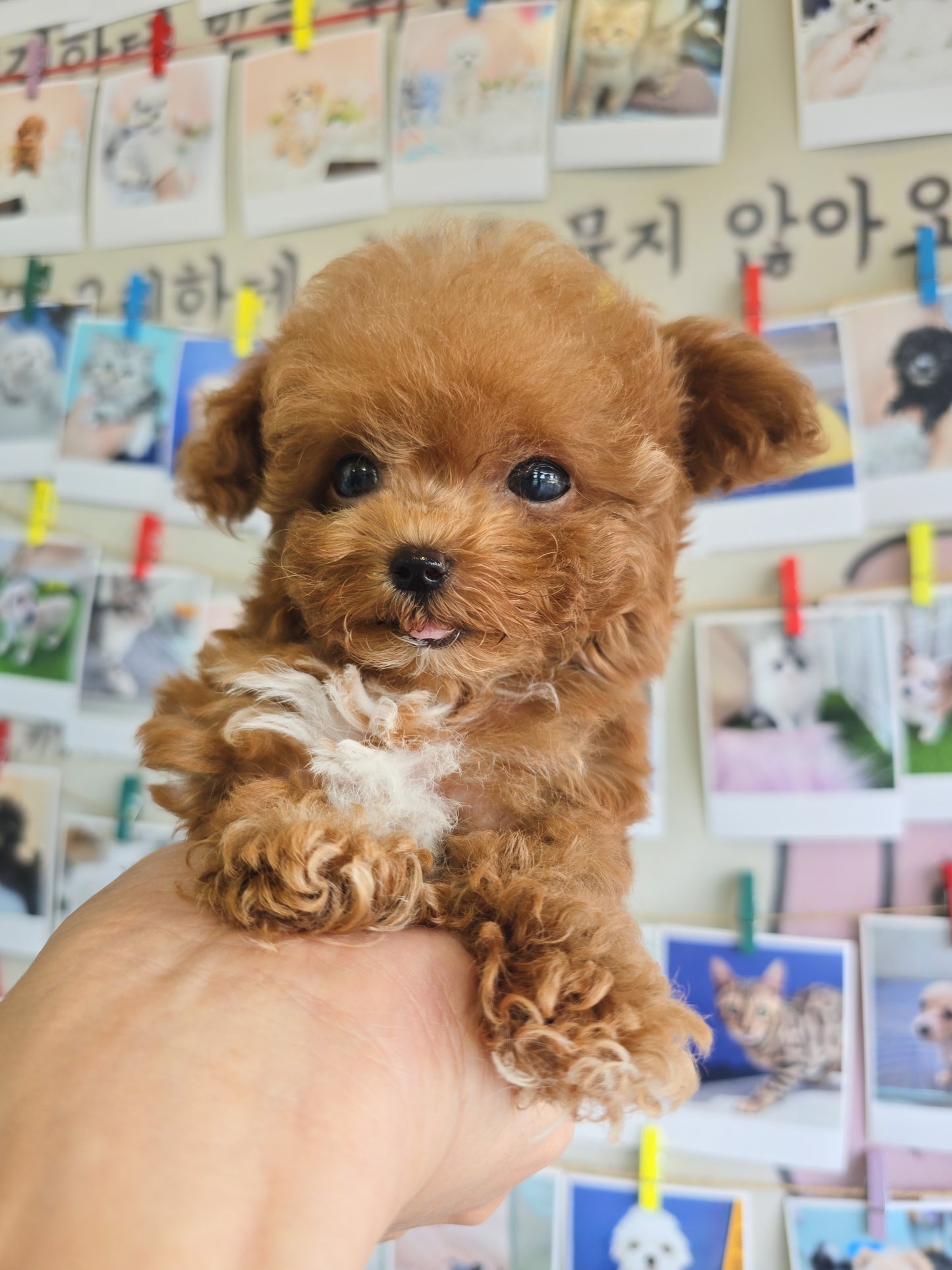 Toy poodle- Toby (Singapore shipping fee included)