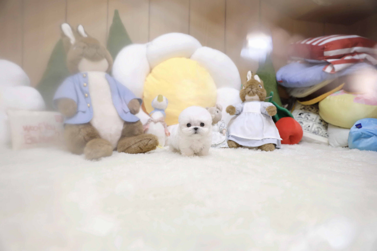 Mini Bichon Frise- Pucky (Singapore shipping fee included)