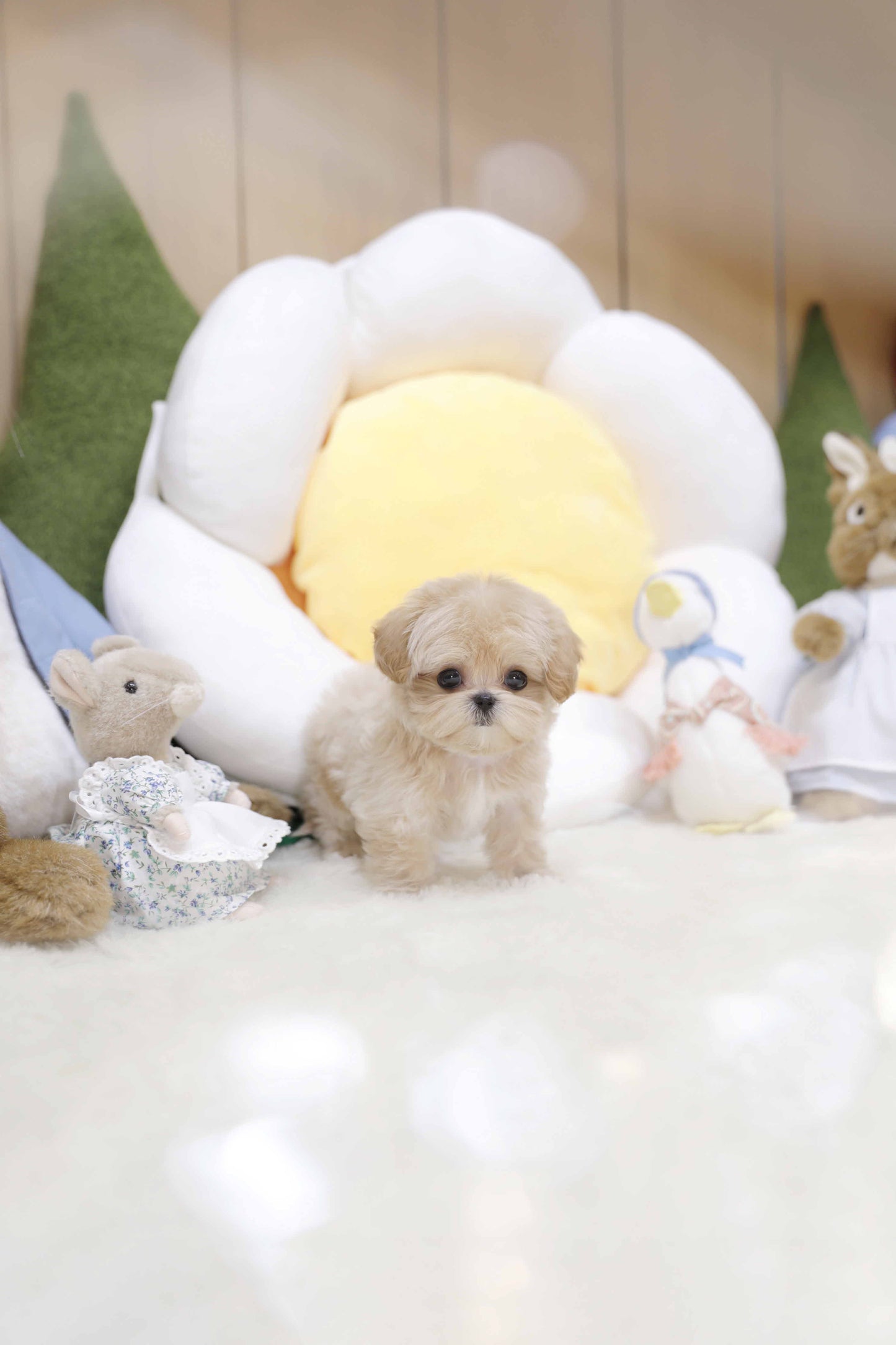 Mini Maltipoo-Toby (Singapore shipping fee included)