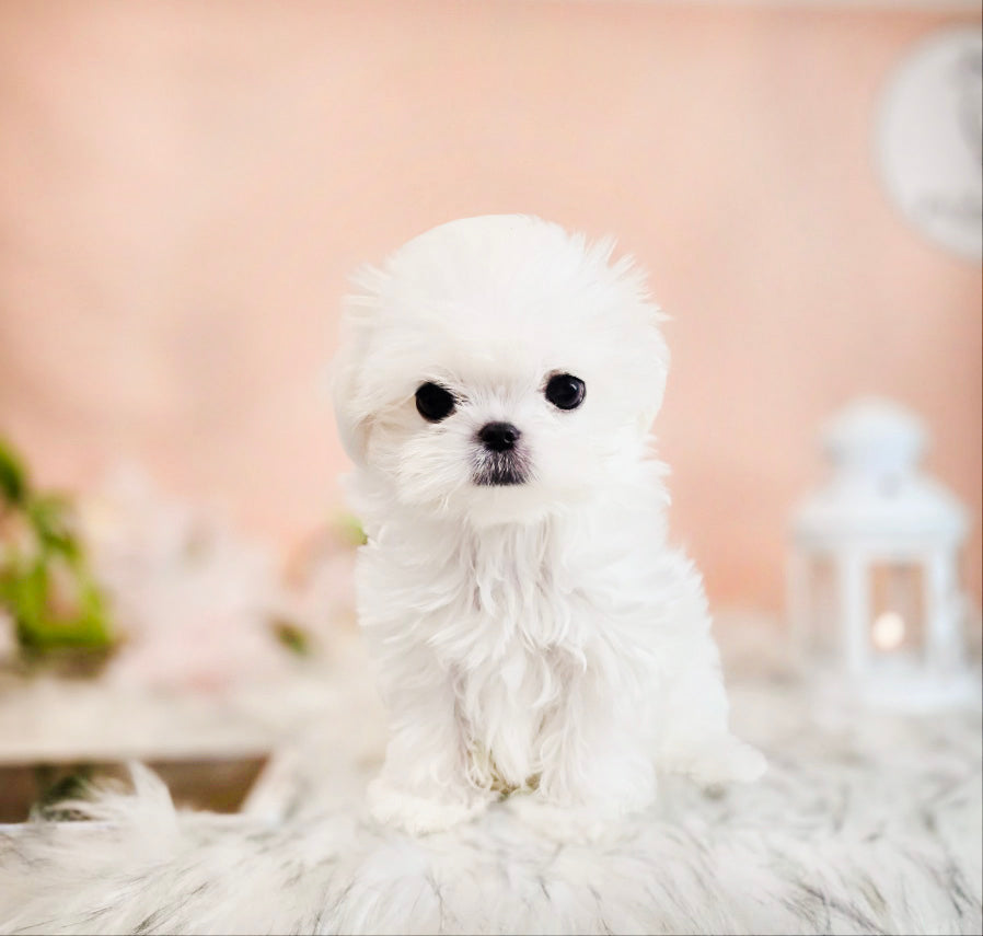 Mini Maltese for sale - Rich