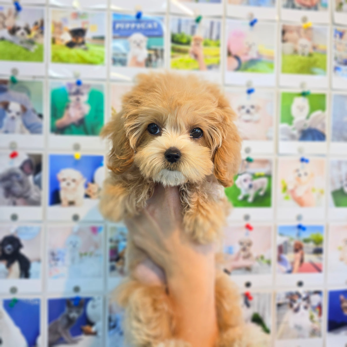 Maltipoo for sale-Babamba